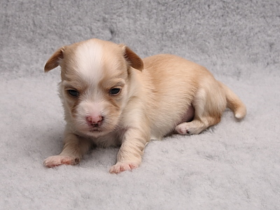 Bichon Havanais hvalpe fra Kennel Miki Nanoq